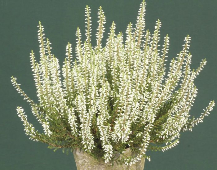 Хедър Елиза