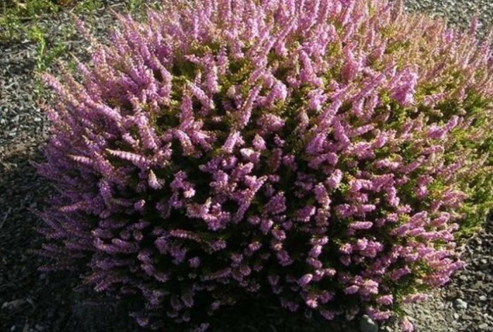 Хедър Андрю Праудли