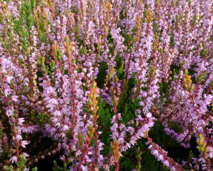 Сорт Хедър Forest Fire