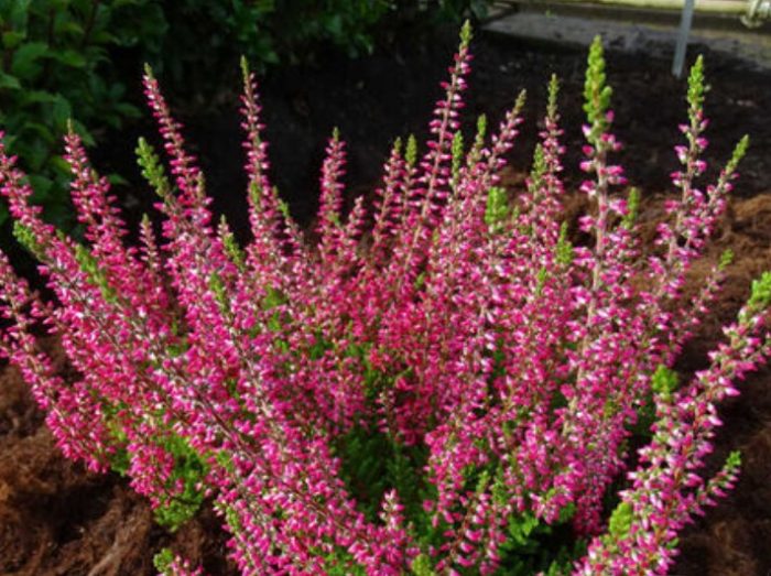 Хедър Франк