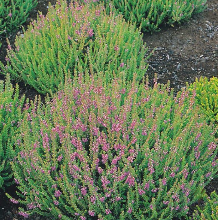 Сорт „Златен рицар“