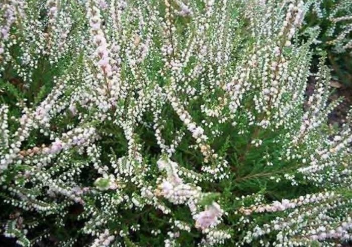 Хедър Calluna vulgaris Hammondii