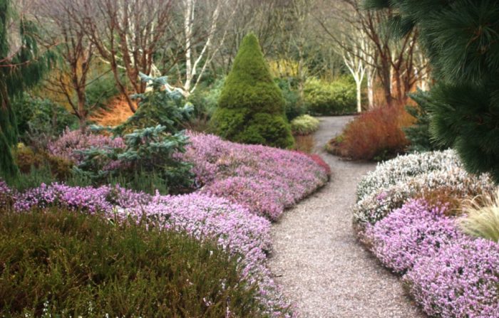 Хедър в пейзажа