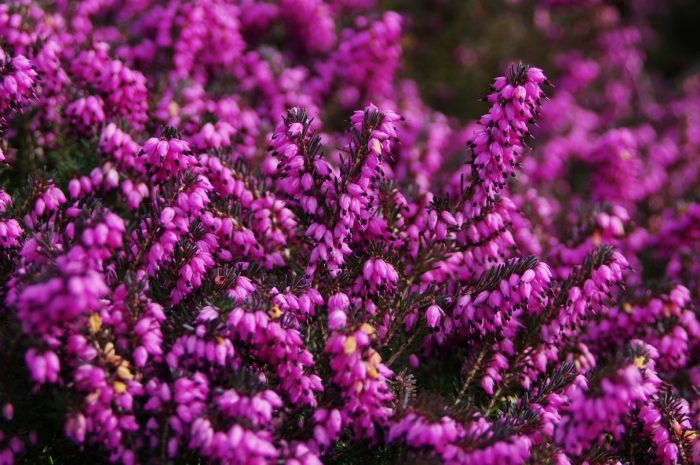 Хедър Марко