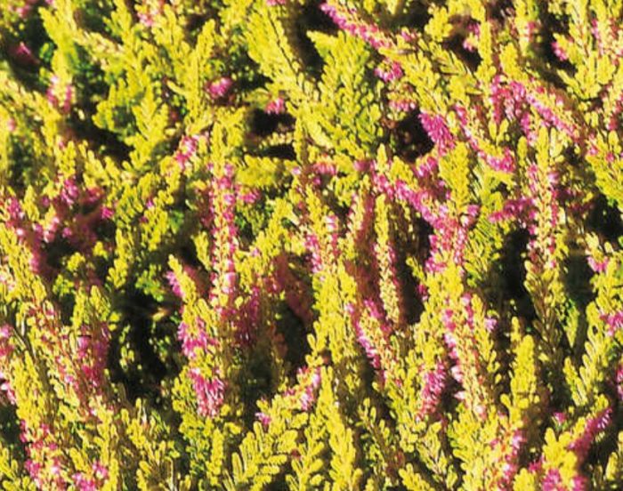 Хедър Олимпийско злато