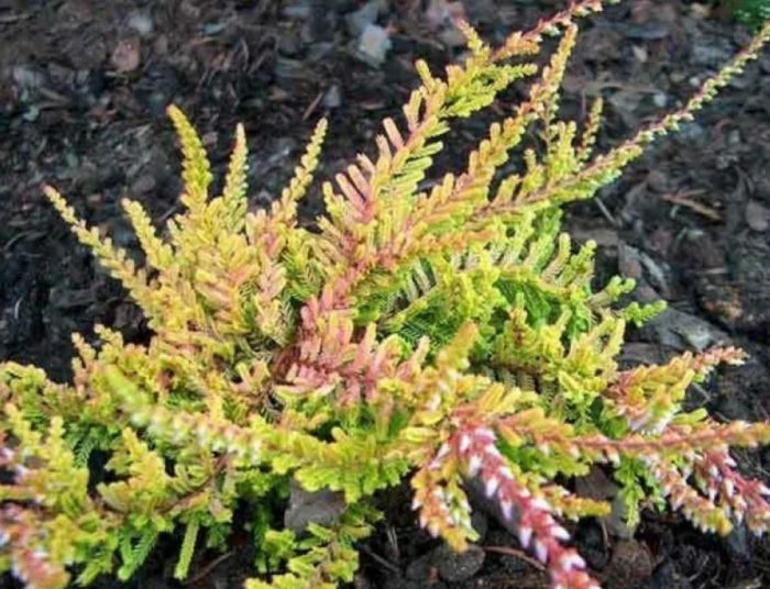 Хедър Оранж Куин