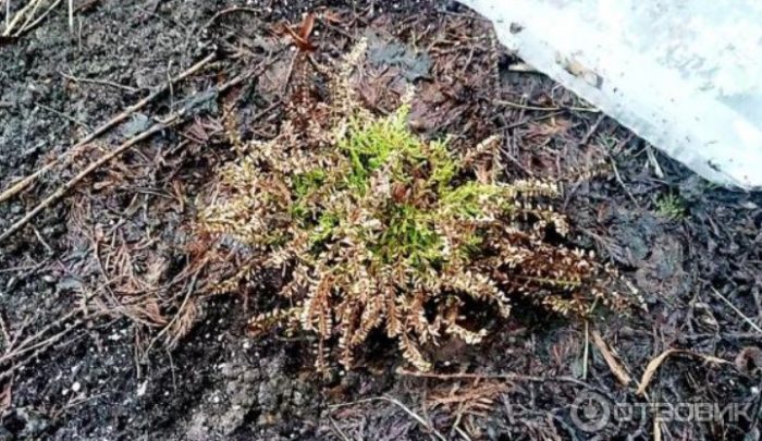 Хедър на открито