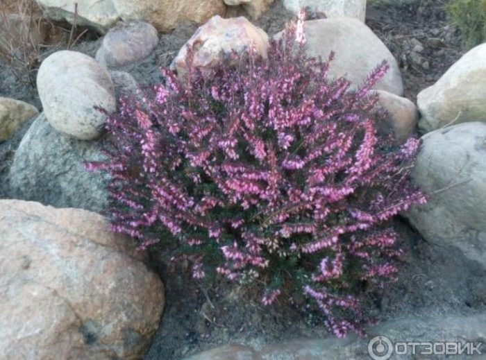 Цъфтящ пирен