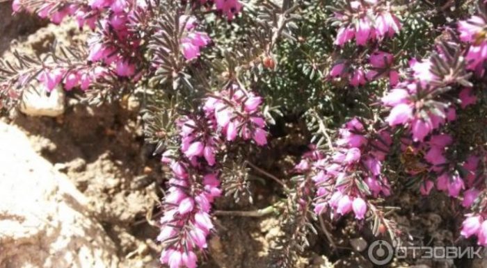 Хедър с двойни цветове