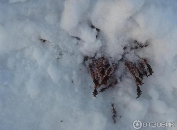 Хедър под снега