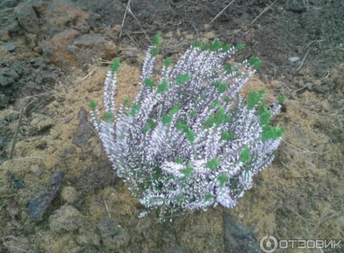 Храст от пирен в алпинеум