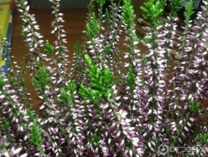 Хедър цветя