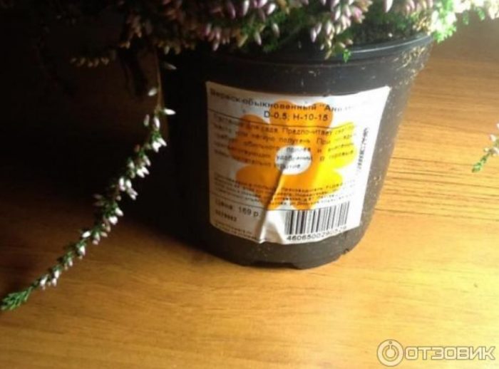 Хедър от магазина