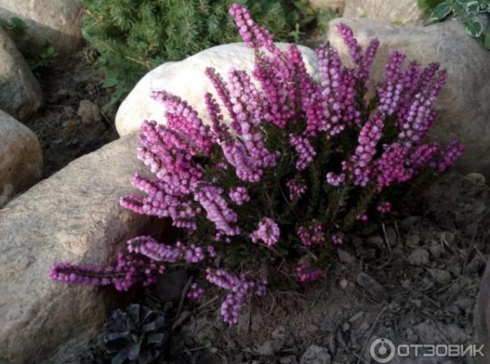 Хедър растение