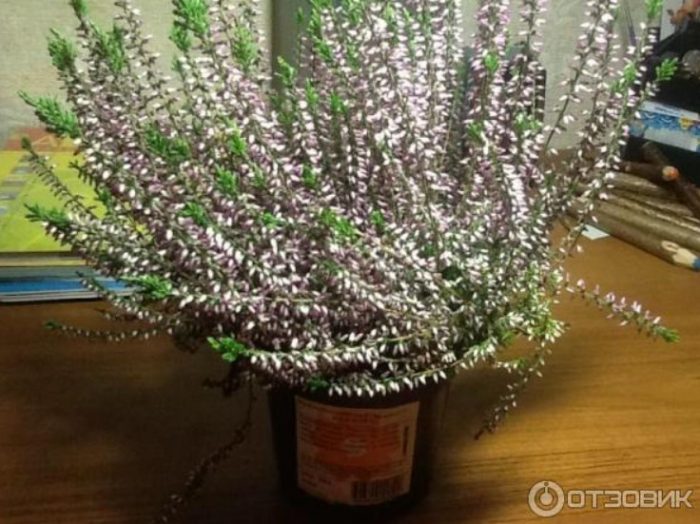 Хедър в саксия