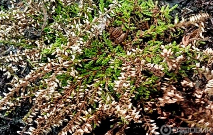 Цъфтящ пирен