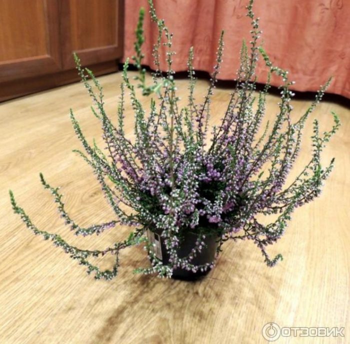 Хедър в саксия