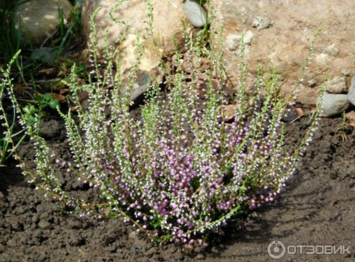 Засаден пирен