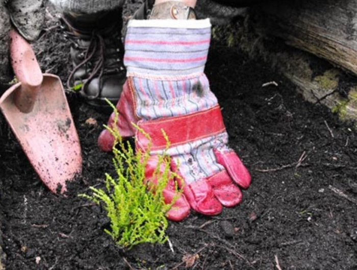 Засаждане на пирен