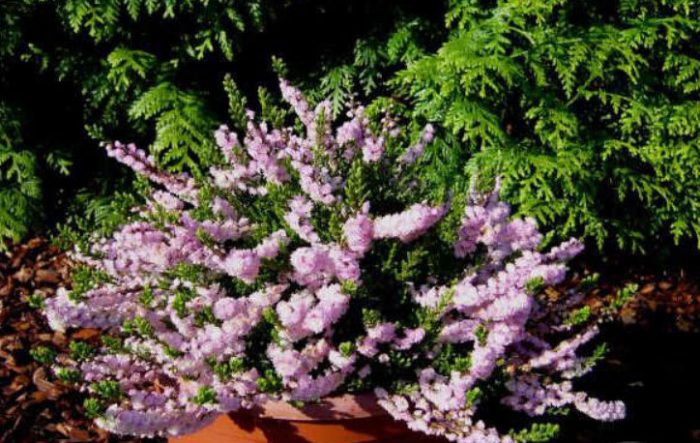 Сорт Раднор