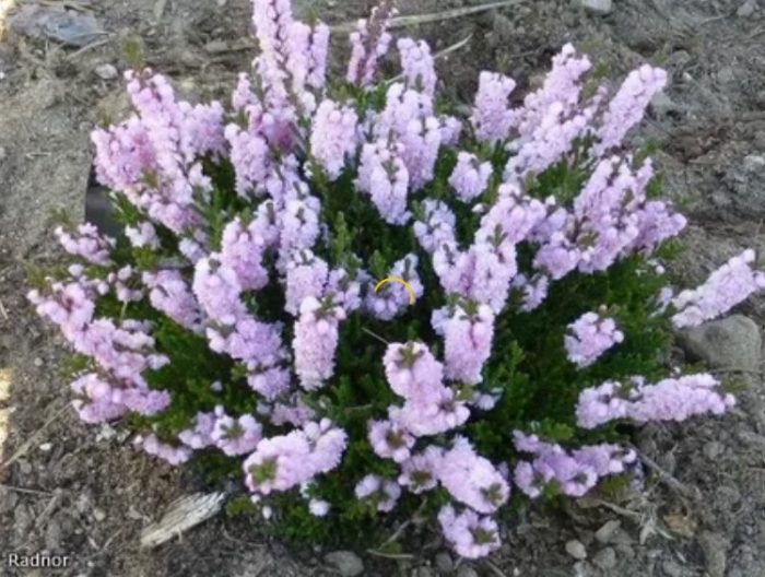 Сорт Раднор