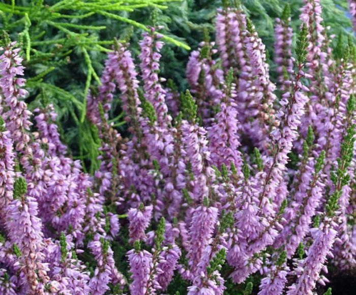 Сорт Ралф Пърнел