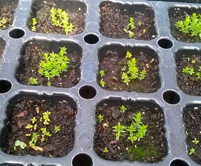 Разсад от хедър