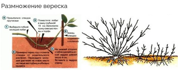 Размножаване на пирен