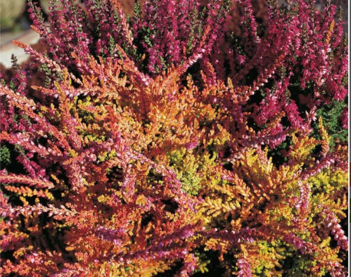 Хедър Червен килим