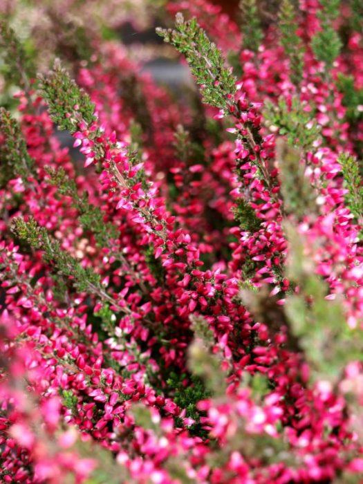 Хедър Ромина