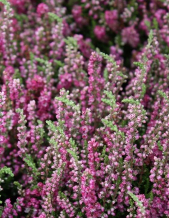 Хедър Рос Хътън