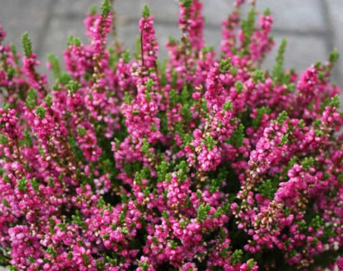 Хедър Салса