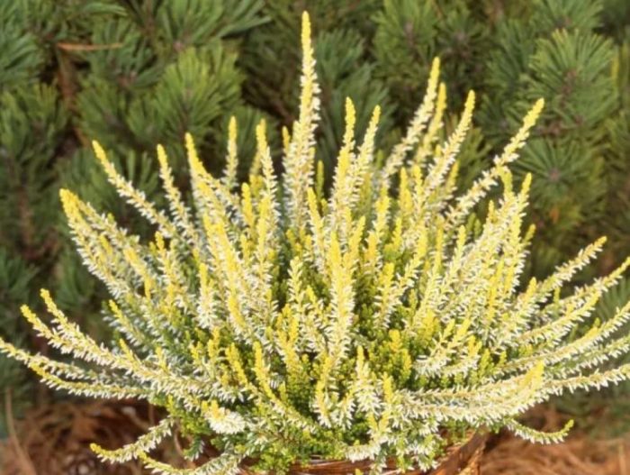 Хедър Санди