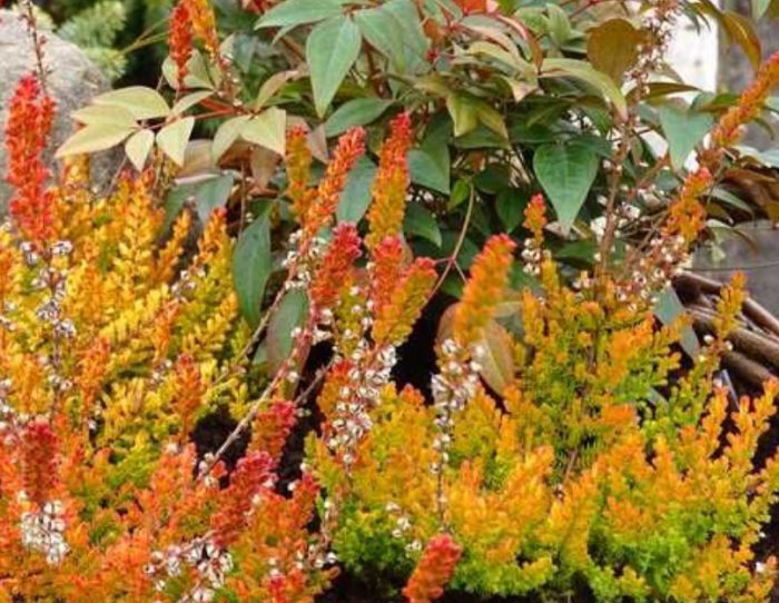 Хедър Сезам