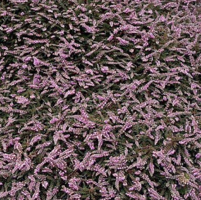 Сестра Анна от Вереск