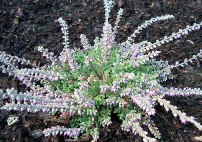 Хедър Calluna vulgaris Ян Декер
