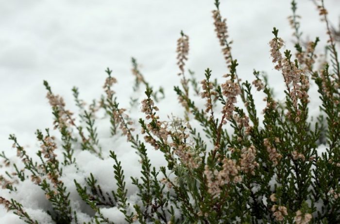 Хедър без зимен подслон