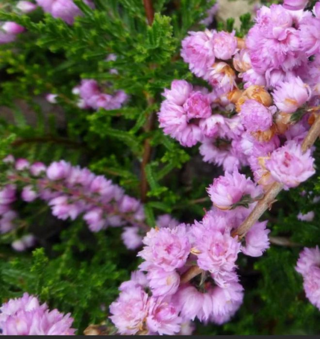 Хедър Джими Дайс