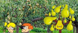 Крушова овощна градина