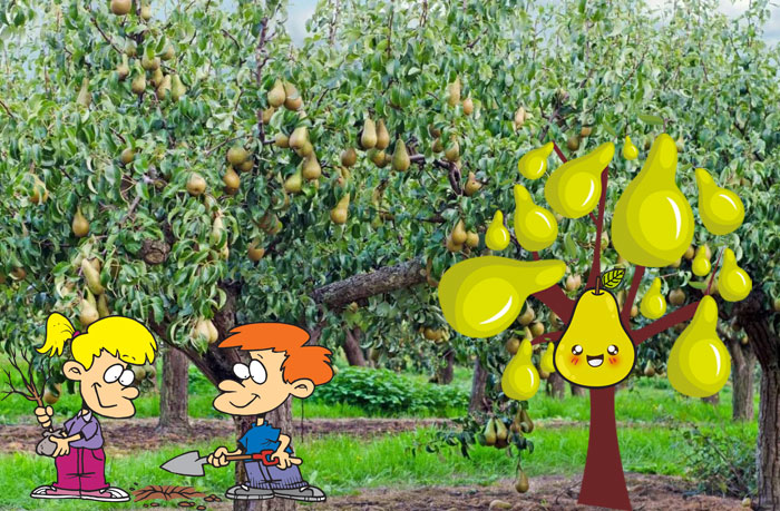 Засаждане на крушово дърво Крушова овощна градина