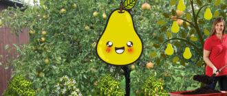 Грижа за крушата