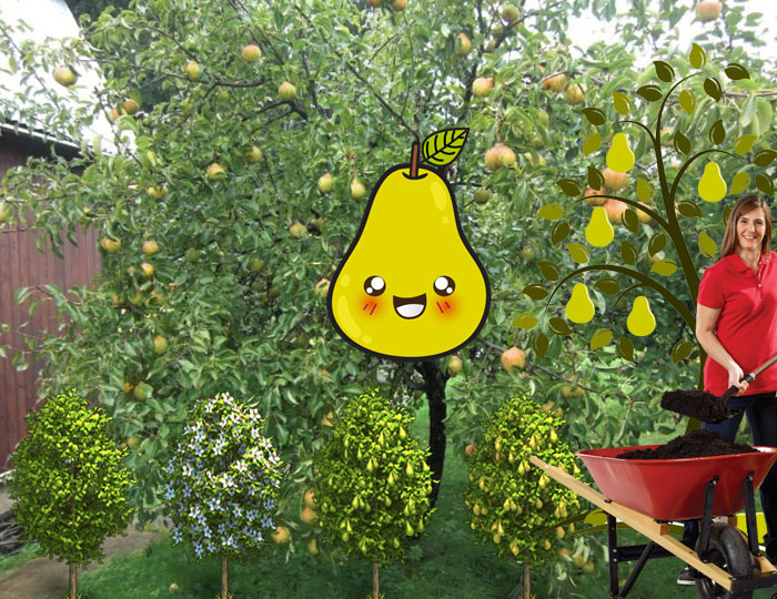 Грижа за крушово дърво Грижа за крушата