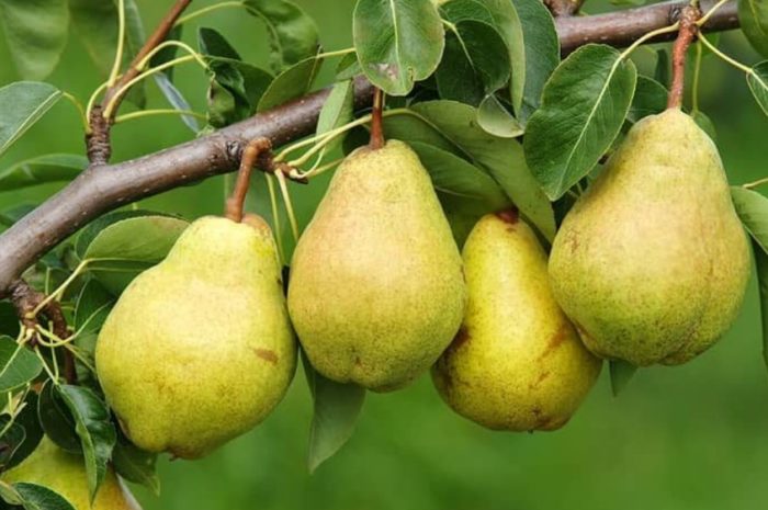 Плодове на клон Крушови плодове