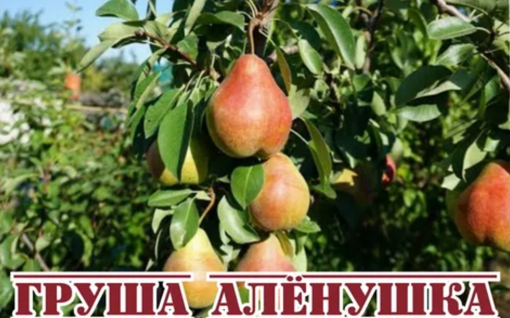 Сорт Альонушка