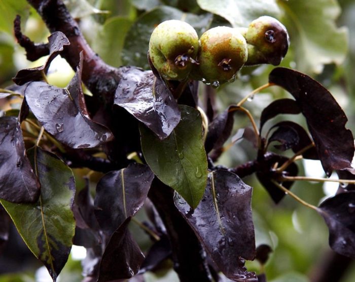 Почерняване на листата и плодовете Огнена мана
