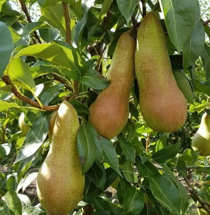 Сорт банани