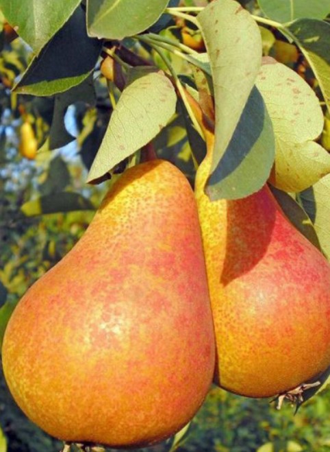 Сорт круша Бере Московская