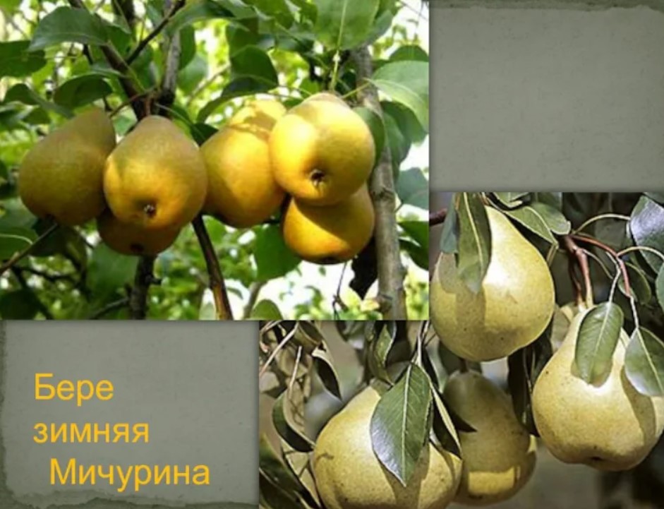 Зимна круша Бере