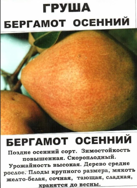 Сорт бергамот