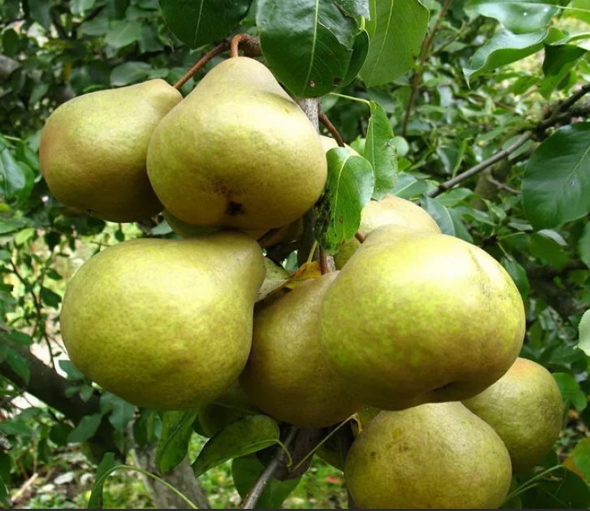 Сорт круша Бесемянка